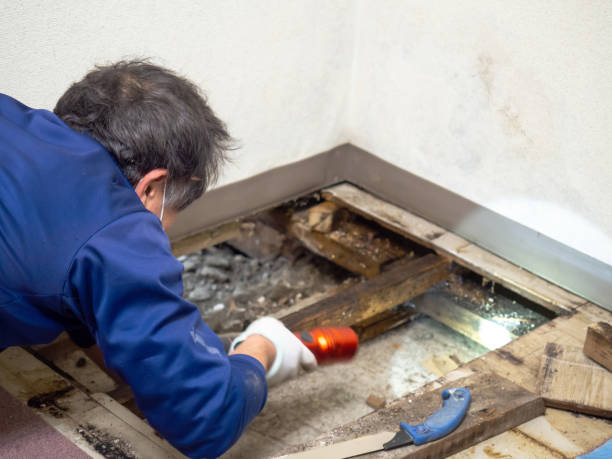 Attic Mold Removal in West Islip, NY