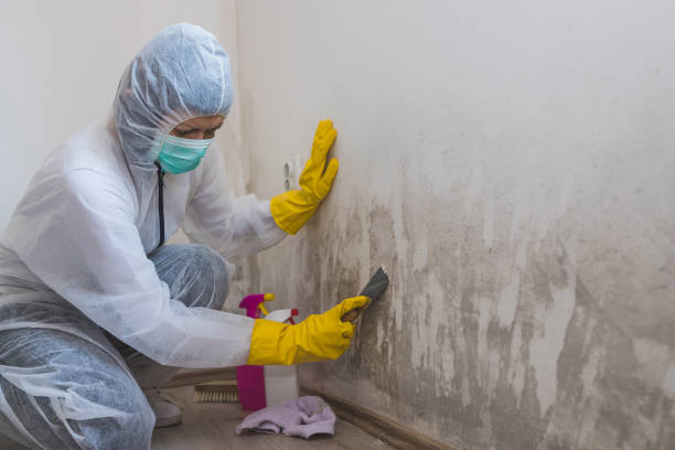 Best Residential Mold Removal  in West Islip, NY