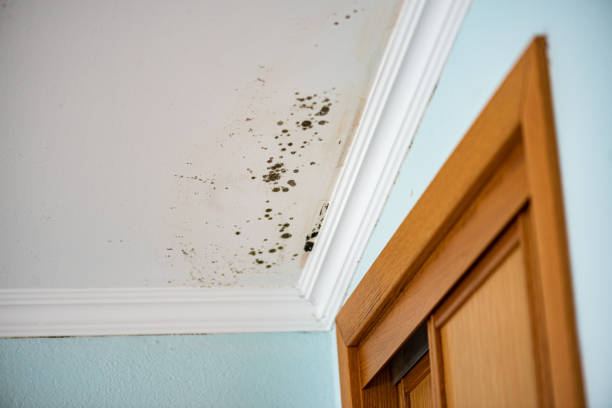 Best Attic Mold Removal  in West Islip, NY