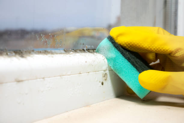 Best Mold Removal and Inspection  in West Islip, NY