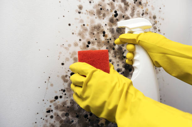 Best Mold Damage Repair  in West Islip, NY